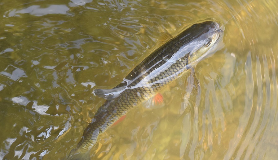 干貨 ▏飼料這么選，更能降低魚價(jià)下跌風(fēng)險(xiǎn)！