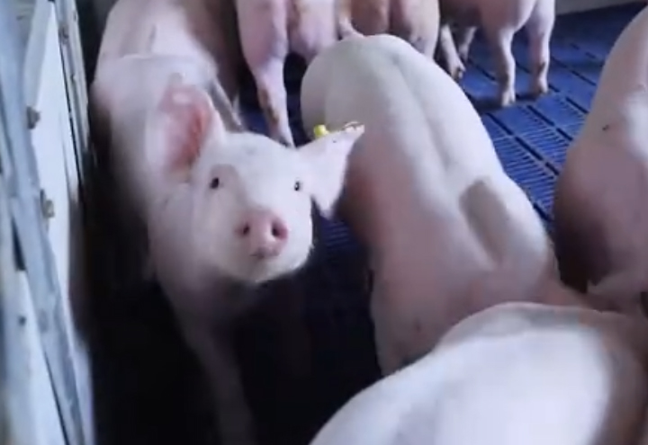 正康生?Plus機(jī)理視頻