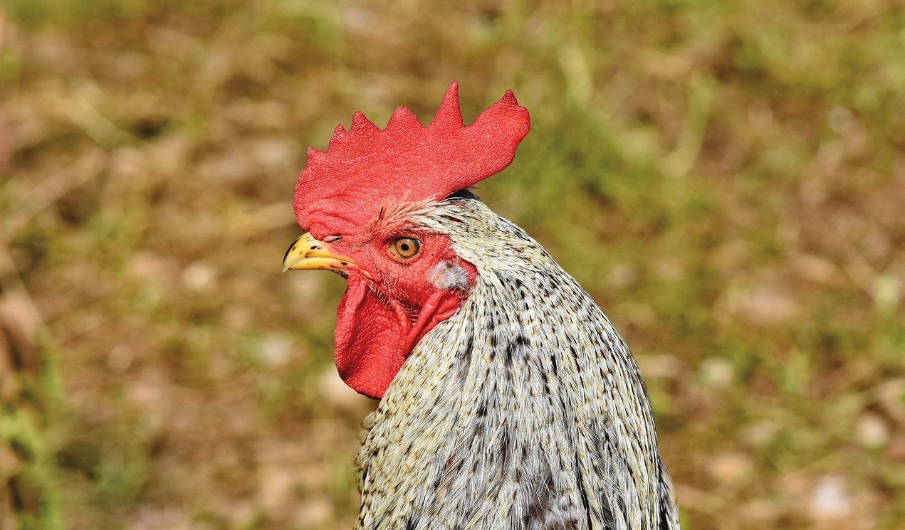 產(chǎn)氣莢膜梭菌的預(yù)防和管理措施！